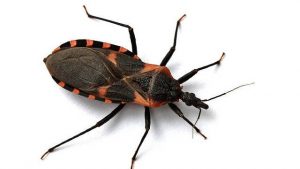 با کشنده ترین حشرات دنیا آشنا شوید