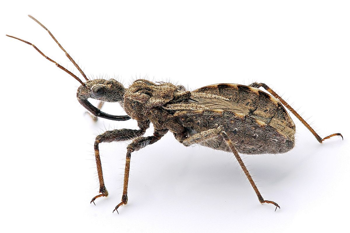 با کشنده ترین حشرات دنیا آشنا شوید