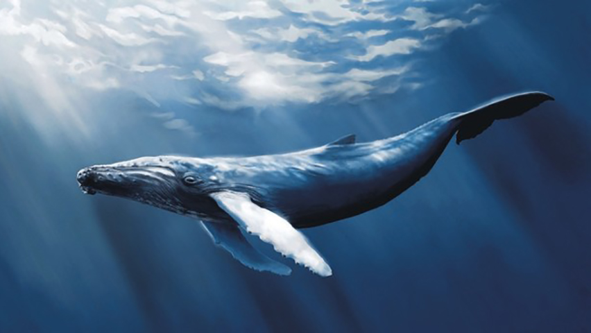 نهنگ‌ها بزرگترین جانوران روی زمین