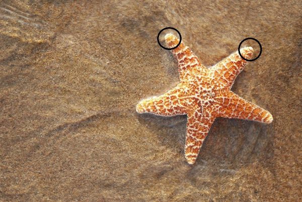 دیجی فکت: ۲۹ دانستنی شگفت انگیز درباره‌ی ستاره دریایی