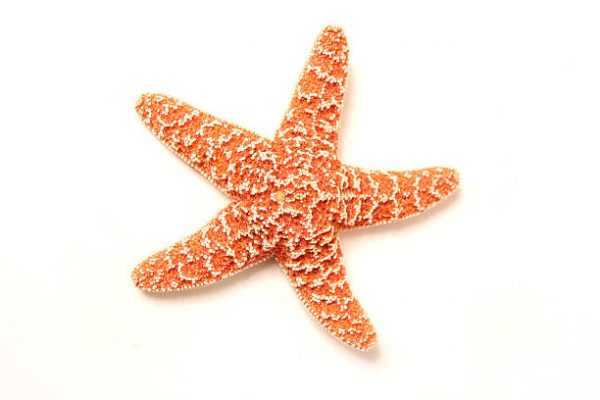 دیجی فکت: ۲۹ دانستنی شگفت انگیز درباره‌ی ستاره دریایی