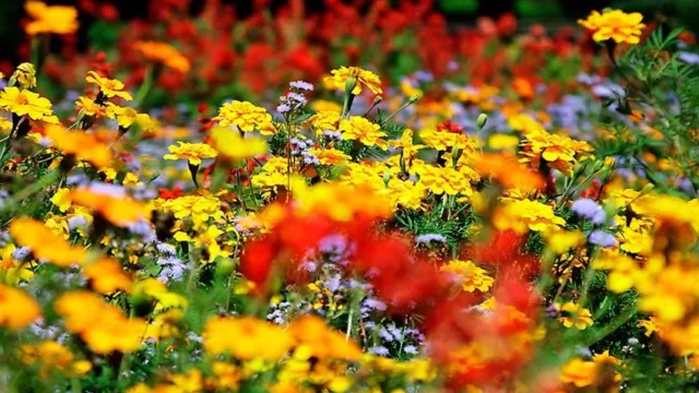 گیاهان از کجا می‌فهمند کی گل بدهند؟