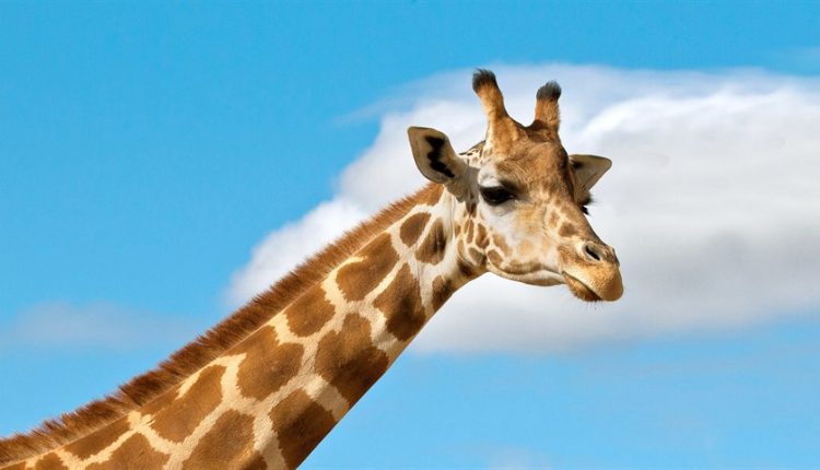 خال خالهای بدن زرافه از کجا میآید؟