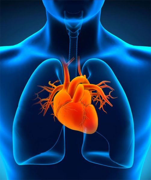 دیجی فکت: 13 دانستنی مهم درباره‌ی بیماری قلبی که حتما باید بدانید