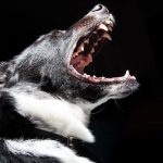 18 موردی که در مواجه با سگ ها باید بدانید