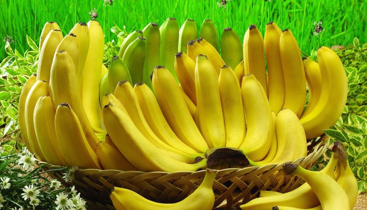 با 15 دانستنی درباره موز آشنا شوید