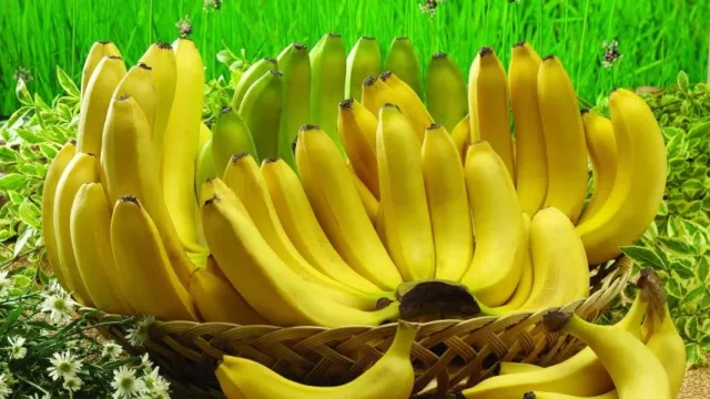 با 15 دانستنی درباره موز آشنا شوید