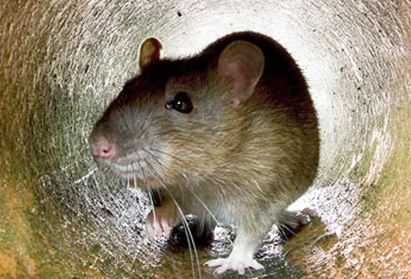 موش ها عامل انتقال طاعون