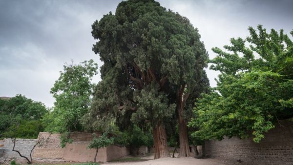 پیرترین درختان جهان چند سال عمر کرده‌اند؟