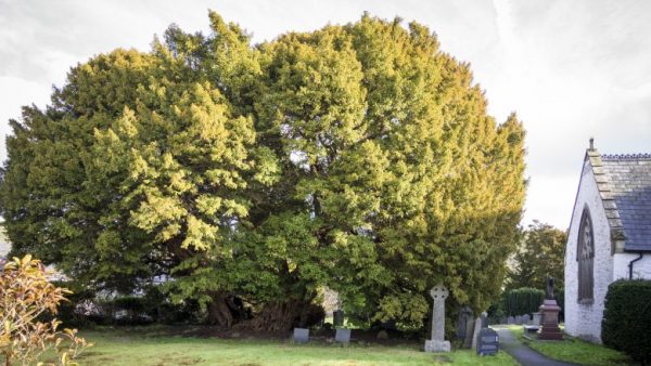پیرترین درختان جهان چند سال عمر کرده‌اند؟