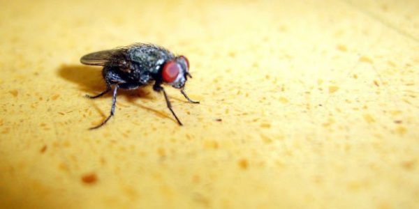 تشخیص مدت زمان مرگ فرد از روی حشرات روی جسد