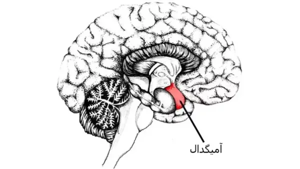 آمیگدال