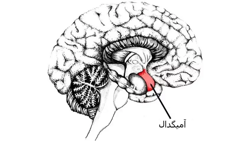 آمیگدال