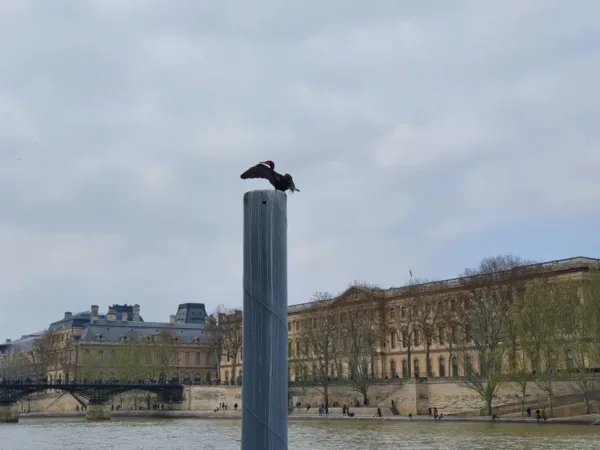 Galaxy S10 Plus 2x zoom