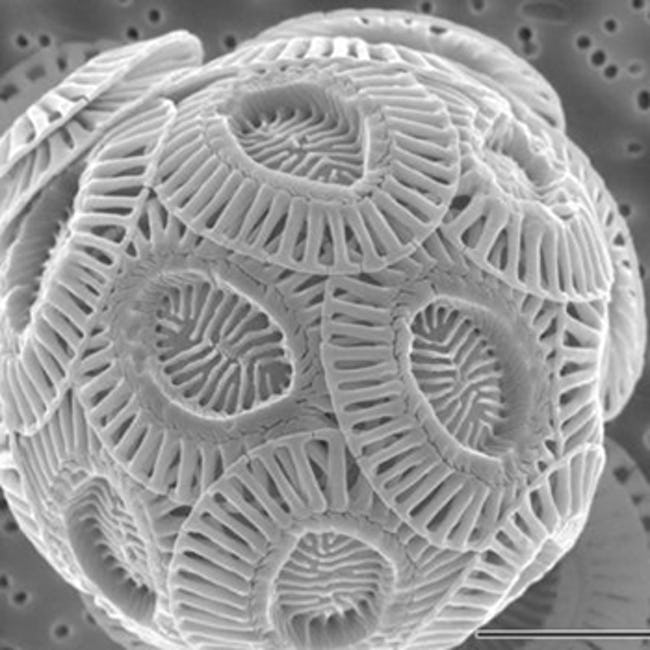 تصاویر شگفت انگیز و جالبی که توسط میکروسکوپ‌ها شکار شده‌اند