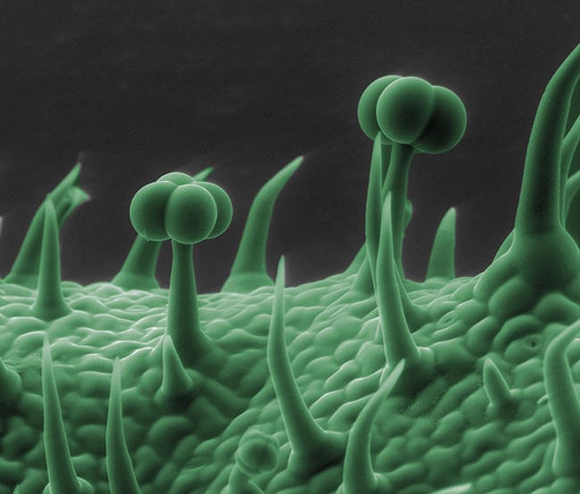 تصاویر شگفت انگیز و جالبی که توسط میکروسکوپ‌ها شکار شده‌اند