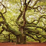 هشت درخت شگفت انگیز جهان را بشناسید