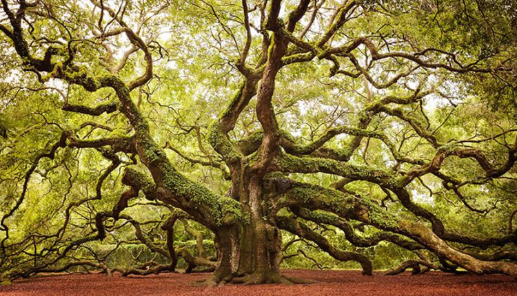 هشت درخت شگفت انگیز جهان را بشناسید
