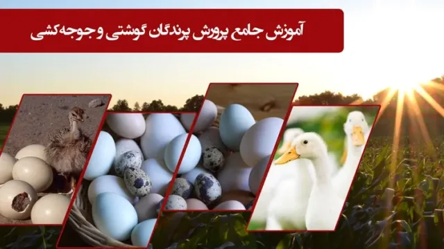 پرورش پرندگان