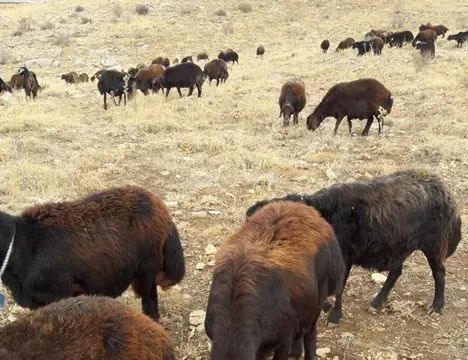 .خرید گوسفند زنده