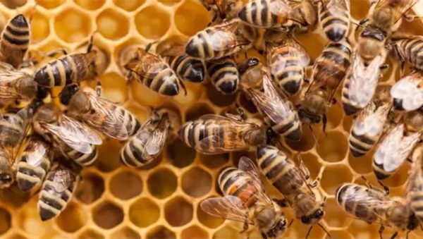 از بین رفتن زنبورها چه تأثیری بر زندگی ما خواهد داشت؟