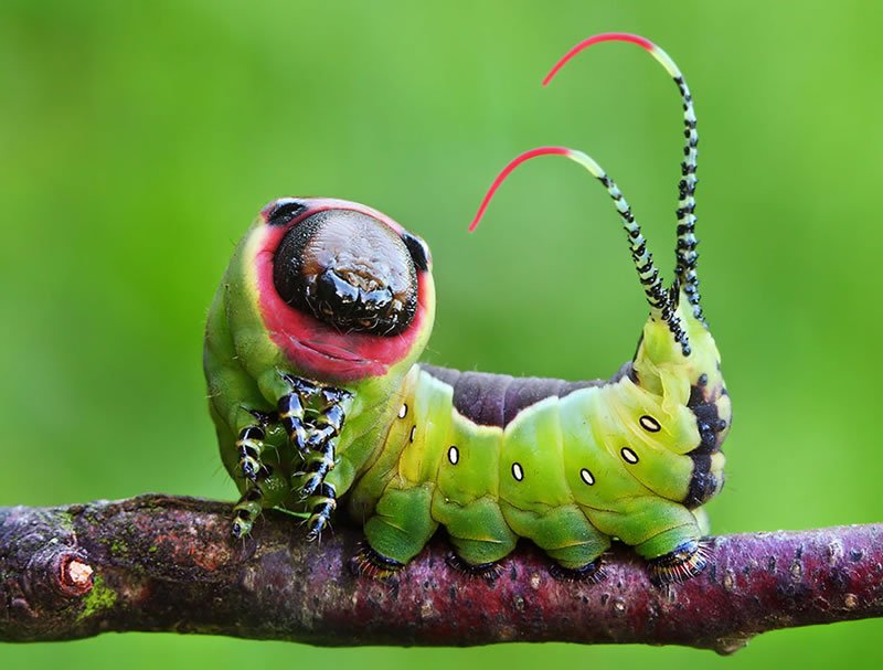 حشره فضایی Puss Moth Caterpillar