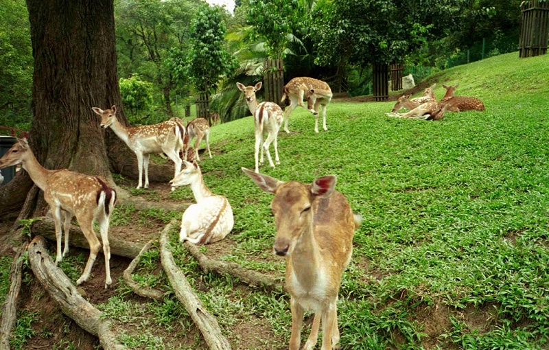 پارک آهوان کوالالامپور در مالزی