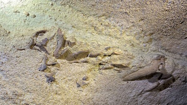 فسیل کوسه 330 میلیون ساله