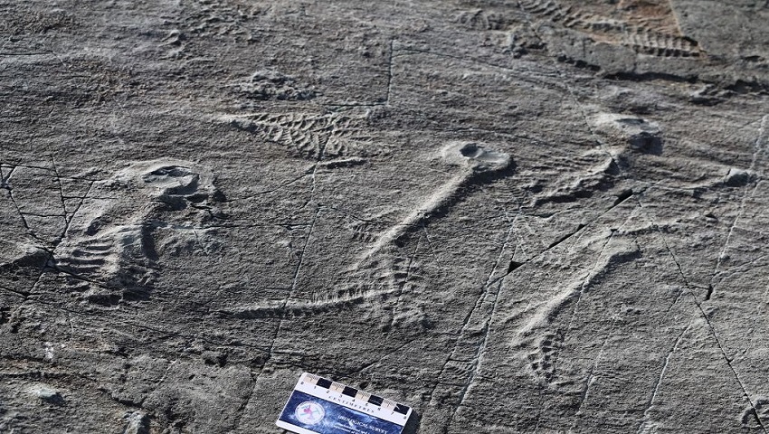 فسیل 500 میلیون ساله