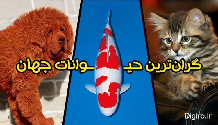 گرانترین حیوانات جهان