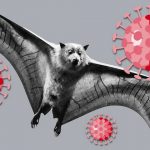 چرا خفاش‌ها به عنوان عامل ویروس کرونا شناحته می‌شوند؟