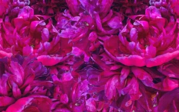 رنگ