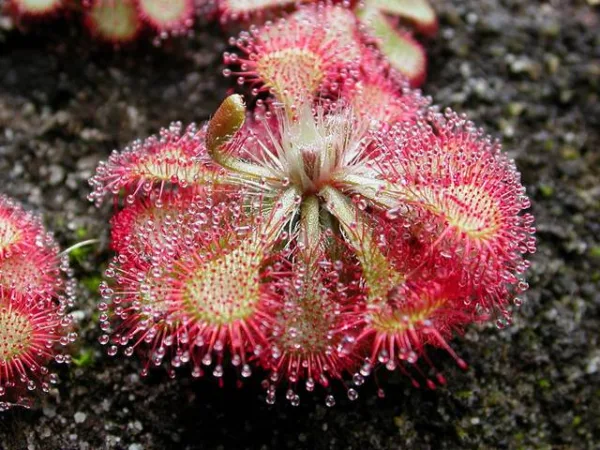 قاشق برگی (Drosera spatulata)
