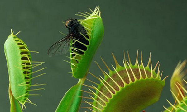 ونوس مگس‌خوار (Dionaea muscipula)