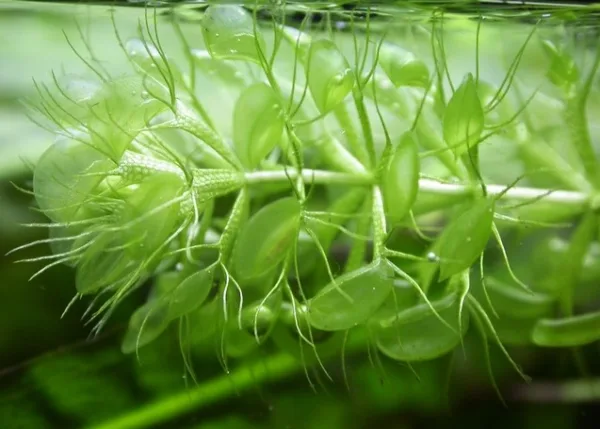 گیاه چرخ آب (Aldrovanda vesiculosa)