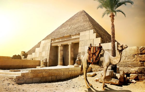 شترها در مصر باستان