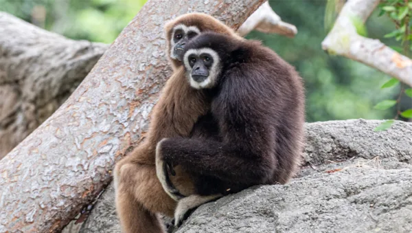 گیبون