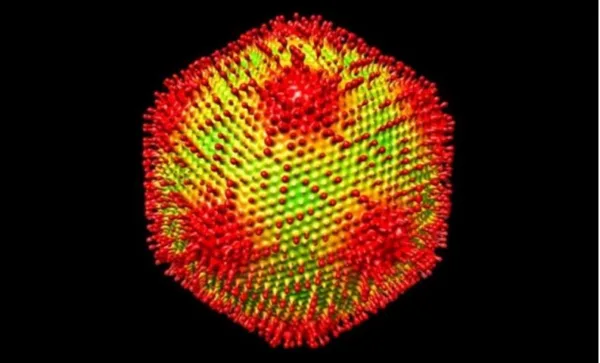 کشف مدوساویروس (Medusavirus)