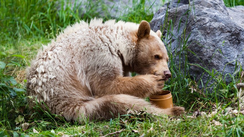 آیا خرس‌ها واقعاً عاشق عسل هستند؟