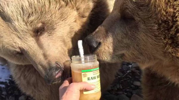 آیا خرس‌ها واقعاً عاشق عسل هستند؟