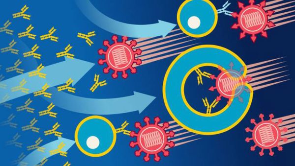 سلول‌های T در مبارزه با ویروس کرونا