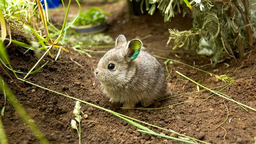 کوچک‌ترین حیوانات جهان