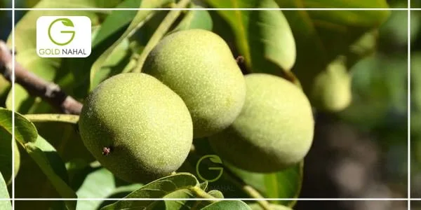 خرید نهال گردو بدون مراجعه حضوری