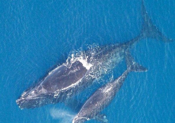 نهنگ شکار اطلس شمالی