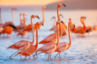 حقایق جالب فلامینگو