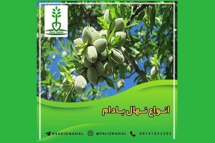 رکورد شکنی نهال بادام در معاملات روزانه کشاورزی