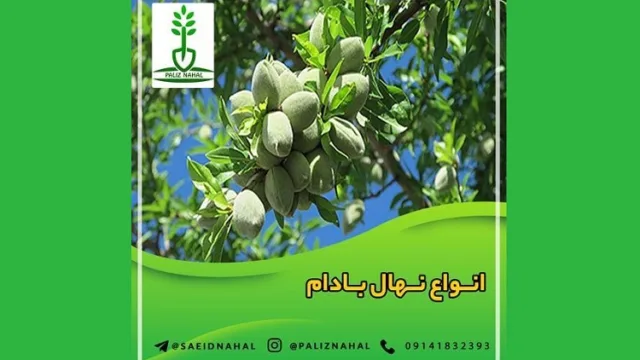 رکورد شکنی نهال بادام در معاملات روزانه کشاورزی
