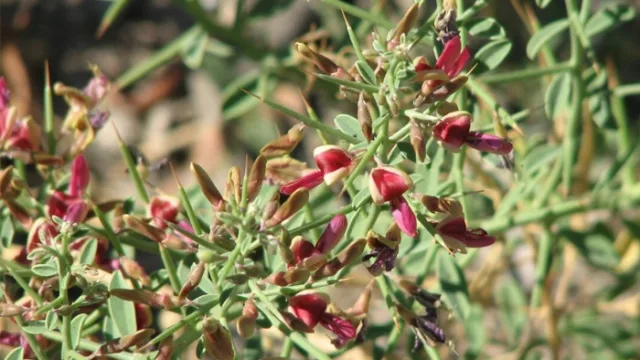 خواص عرق خارشتر
