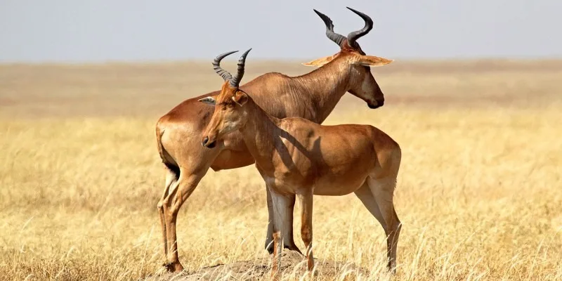 بز کوهی 1