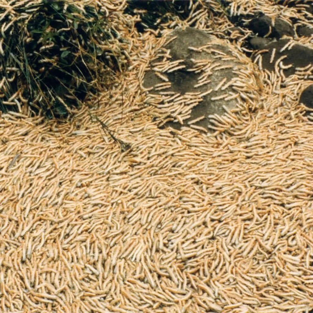 هزارپاری انبوه
